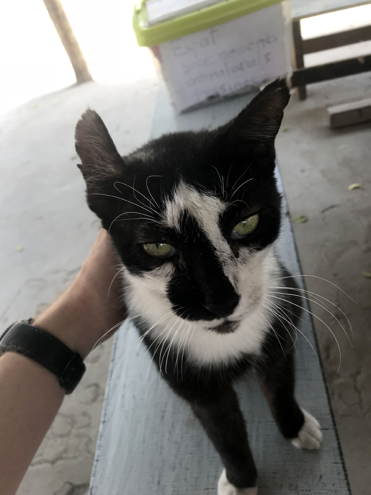 Felix