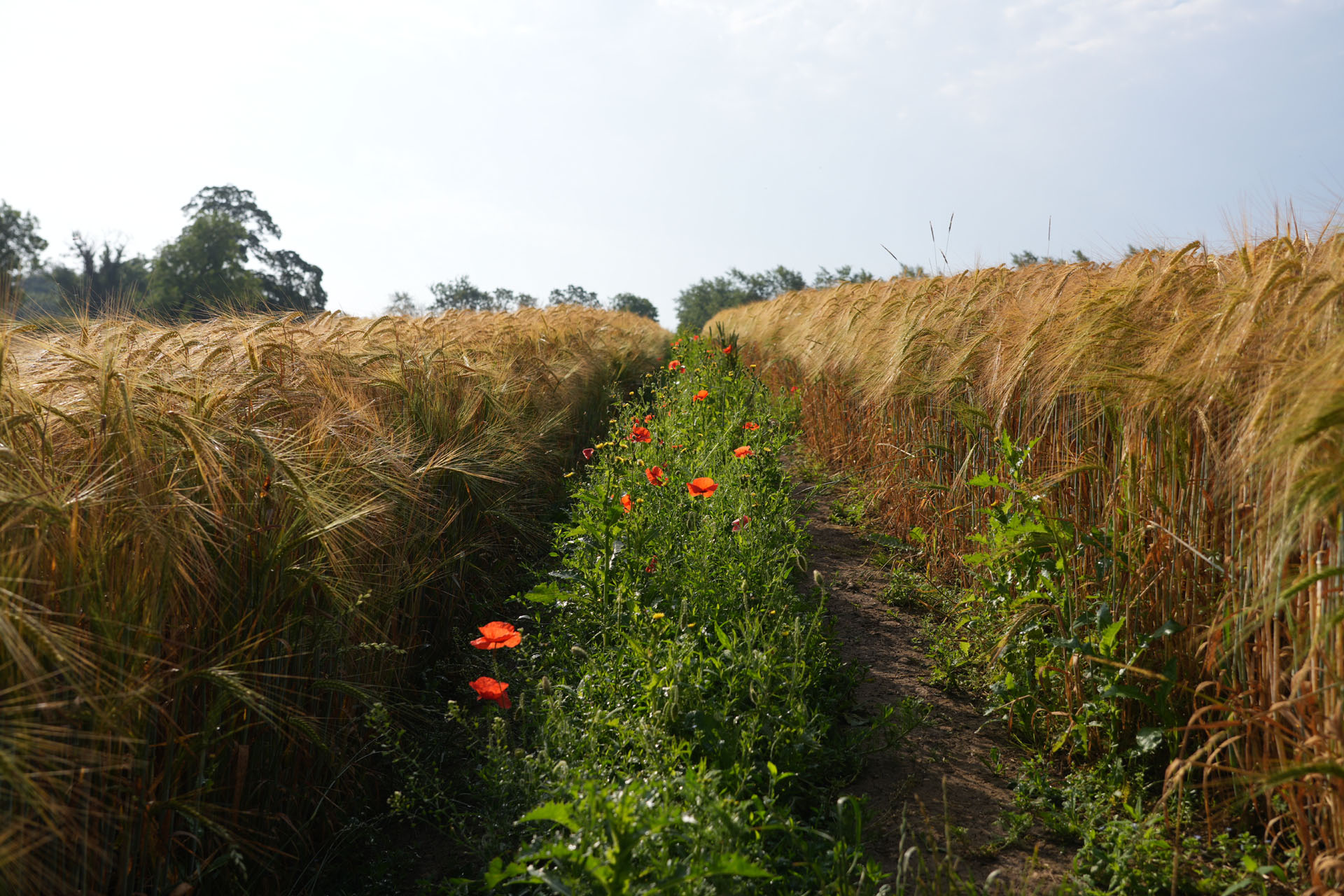Cotswold Way
